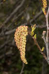 Green alder <BR>Mountain alder